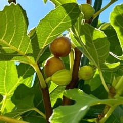 取引中】珍しいいちじくの苗