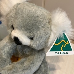 コアラの親子の画像