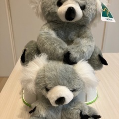 コアラの親子の画像