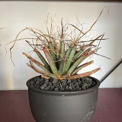 サボテン　レウクテンベルギア　晃山