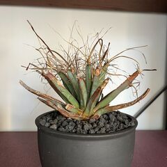 サボテン　レウクテンベルギア　晃山の画像