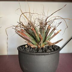 サボテン　レウクテンベルギア　晃山の画像