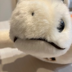 カメ太郎の画像