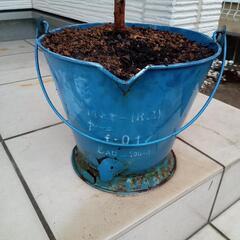 レモンマートルの画像