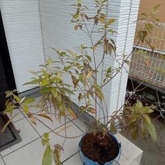 レモンマートル