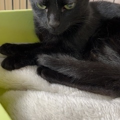 グリーンなおメメ⭐️黒猫よるちゃん♀