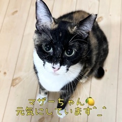 シニアの方、ぜひご検討ください！