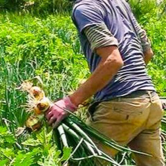 野菜の栽培アルバイトスタッフの画像