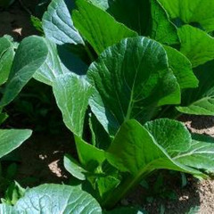 野菜の栽培アルバイトスタッフの画像