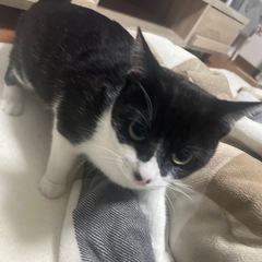 保護猫