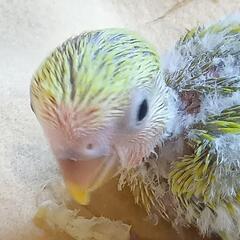 コザクラインコ　ゴールデンチェリー3/11