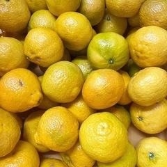 今治市発　加工品デコポン　5㎏