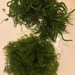 ウィローモス クリプトコリネ 水草