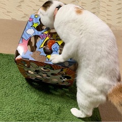 【お話中】猫 オモチャ
