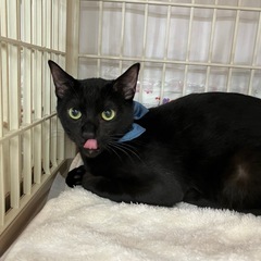 🖤動画付き🖤優しい人黒猫くん − 福岡県