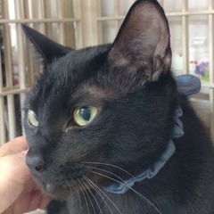 🖤動画付き🖤優しい人黒猫くん - 小郡市