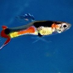 ベネズエラ産卵胎生メダカポエキリア　ウインゲイ　オーキッド　1ペア