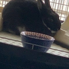 ネザーランドドワーフ　
