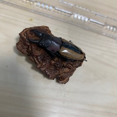 フルストルファーノコギリクワガタ　成虫ペア
