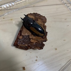 フルストルファーノコギリクワガタ　成虫ペアの画像