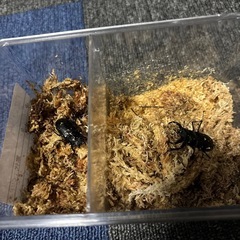 【受け渡し予定あり】アマミシカクワガタ　ペア2