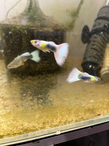 生体付き　60cm 水槽譲ります　国産グッピー