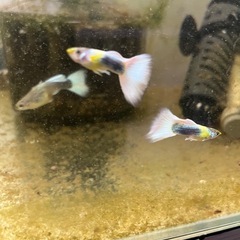 生体付き　60cm 水槽譲ります　国産グッピー 生体付き 60cm 水槽譲ります 国産グッピー