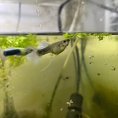 生体付き 60cm 水槽譲ります 国産グッピー