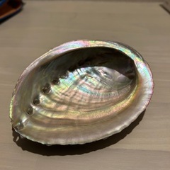 特大鮑の貝殻