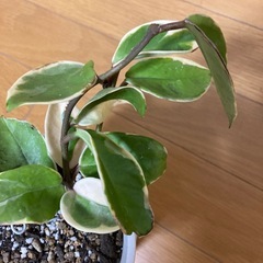 ☆サクララン☆斑入り☆抜き苗1本☆人気品種☆ ホヤ カルノーサ リップカラー☆ハンギングがおすすめ☆
の画像