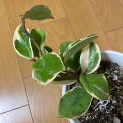 ☆サクララン☆斑入り☆抜き苗1本☆人気品種☆ ホヤ カルノーサ リップカラー☆ハンギングがおすすめ☆
の画像