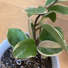 ☆サクララン☆斑入り☆抜き苗1本☆人気品種☆ ホヤ カルノーサ リップカラー☆ハンギングがおすすめ☆
の画像