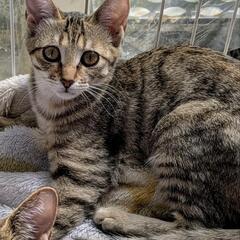 子猫👧