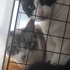 急募です！！
