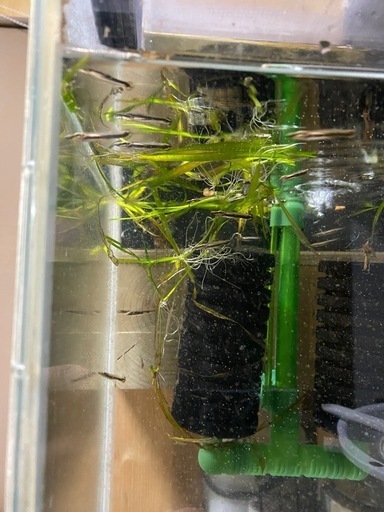 ベロネソックス10匹