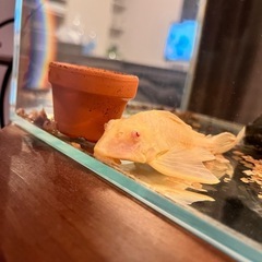 アルビノセルフィンプレコ