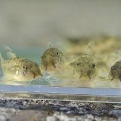 大特価　国内ブリード【幼魚】アスピドラス・スピロータス