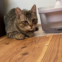 里親様決まりました。ありがとうございました。キジ子猫（男の子）生...