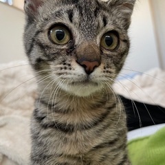 里親様　決まりました。ありがとうございました。キジ子猫（女の子）...