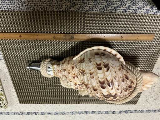 法螺貝です