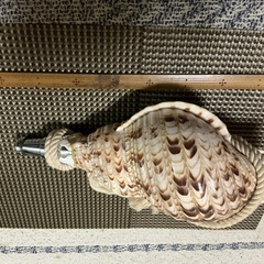 法螺貝です