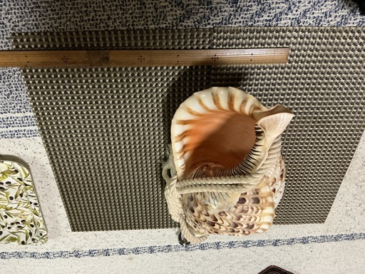 法螺貝です ほら貝 法螺貝 ホラ貝 ほらがい 法螺笛加工 超重量級1.7kg