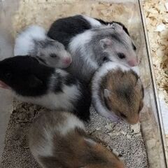 2月20日生まれ ゴールデンハムスター
