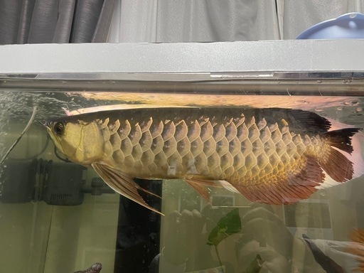 大型魚