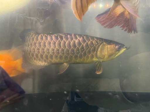 大型魚
