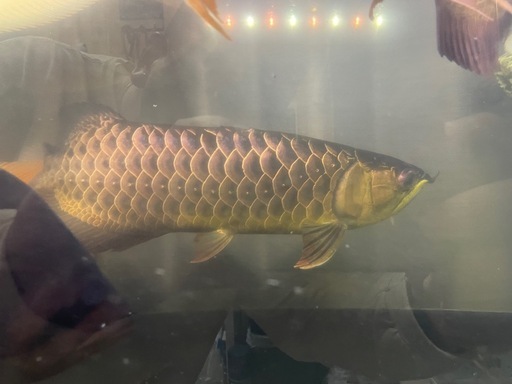 大型魚