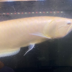 アロワナ
の画像