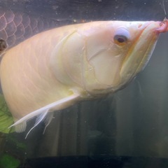 アロワナ
の画像