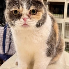 🚨多頭飼育崩壊緊急保護‼️3月16日(日)すみれペットクリニック...