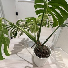斑入り　モンステラ　ホワイトタイガー　大株の画像